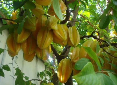 Shipping Carambola,Exotic tree The Original Thailand Star Fruit 10 Seeds 