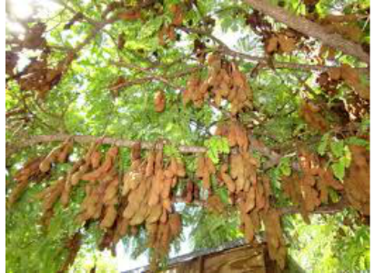 2 to 3 Feet Tall Tamarindus indica Tropial Fruit Trees 