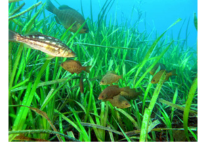 Seagrass meadow - Wikipedia