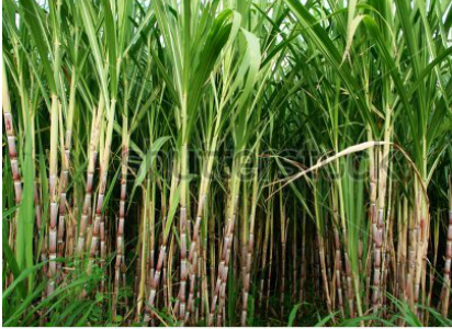 Black sugar cane 3 cuttings Saccharum officinarum Fresh for planting อ้อย