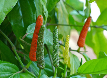 Seeds-SEEDS-SEED-Graines Long Pepper-PIPER through-pipli 5 